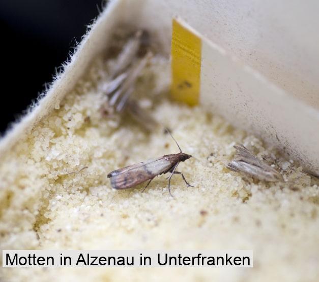Motten in Alzenau in Unterfranken